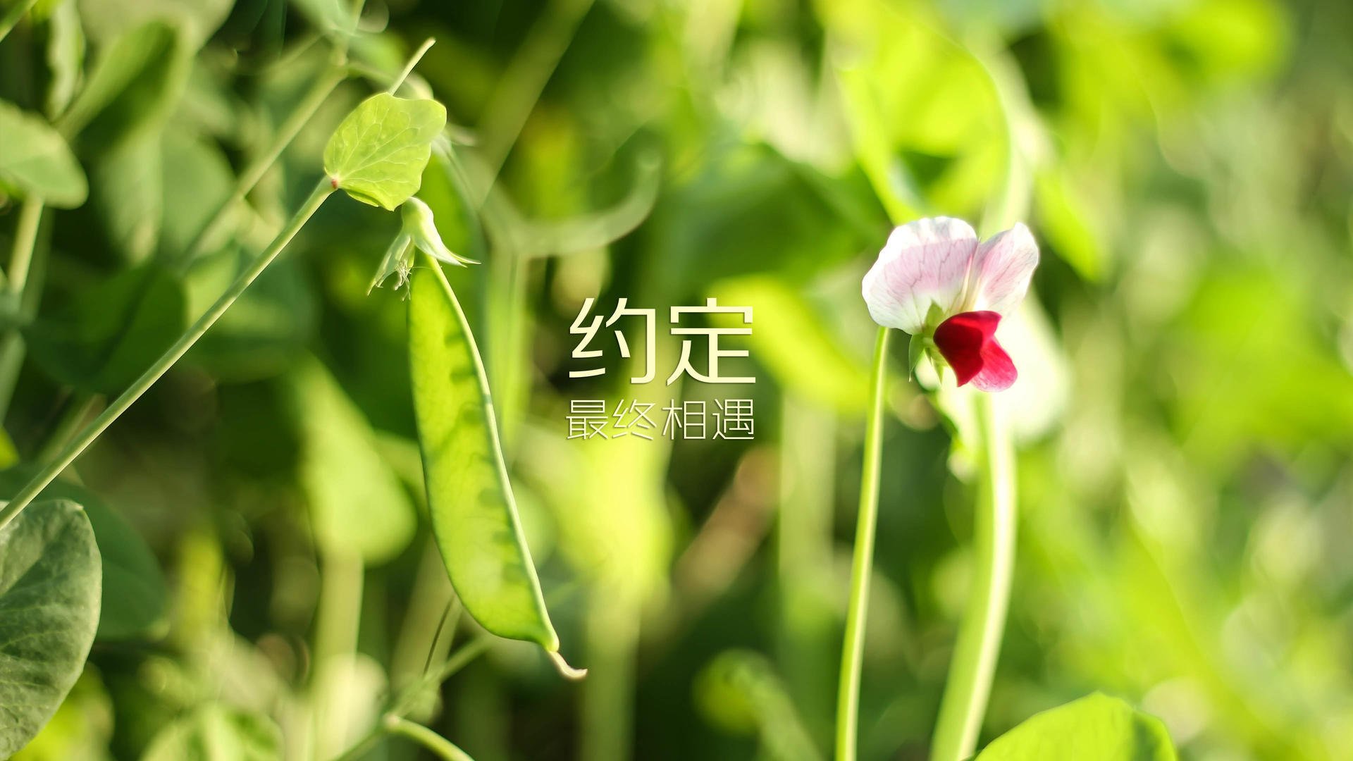 九游app下载中心-美因茨球队在场上表现出色，以出色表现赢得比赛，美因茨ds