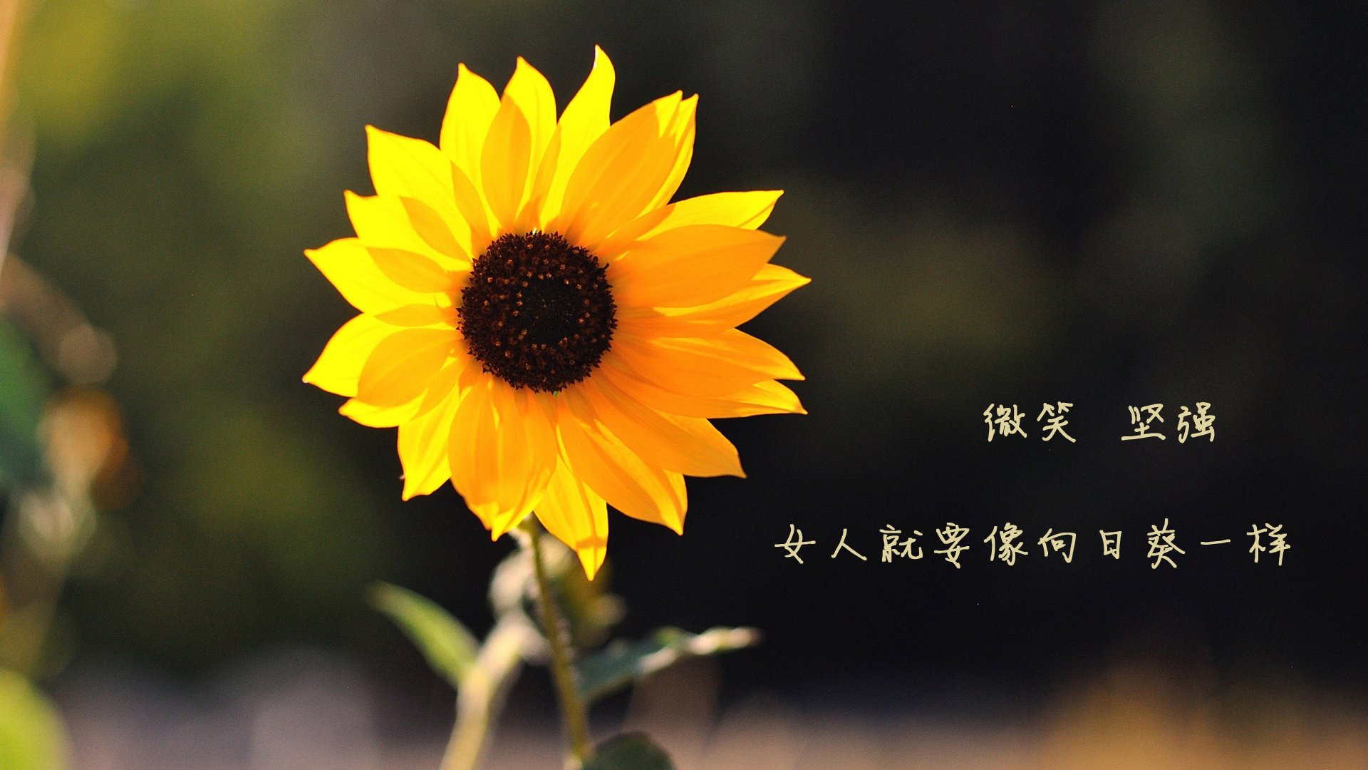 中小学体育活动课程开发与实践效果评估，中小学体育教学设计与实践