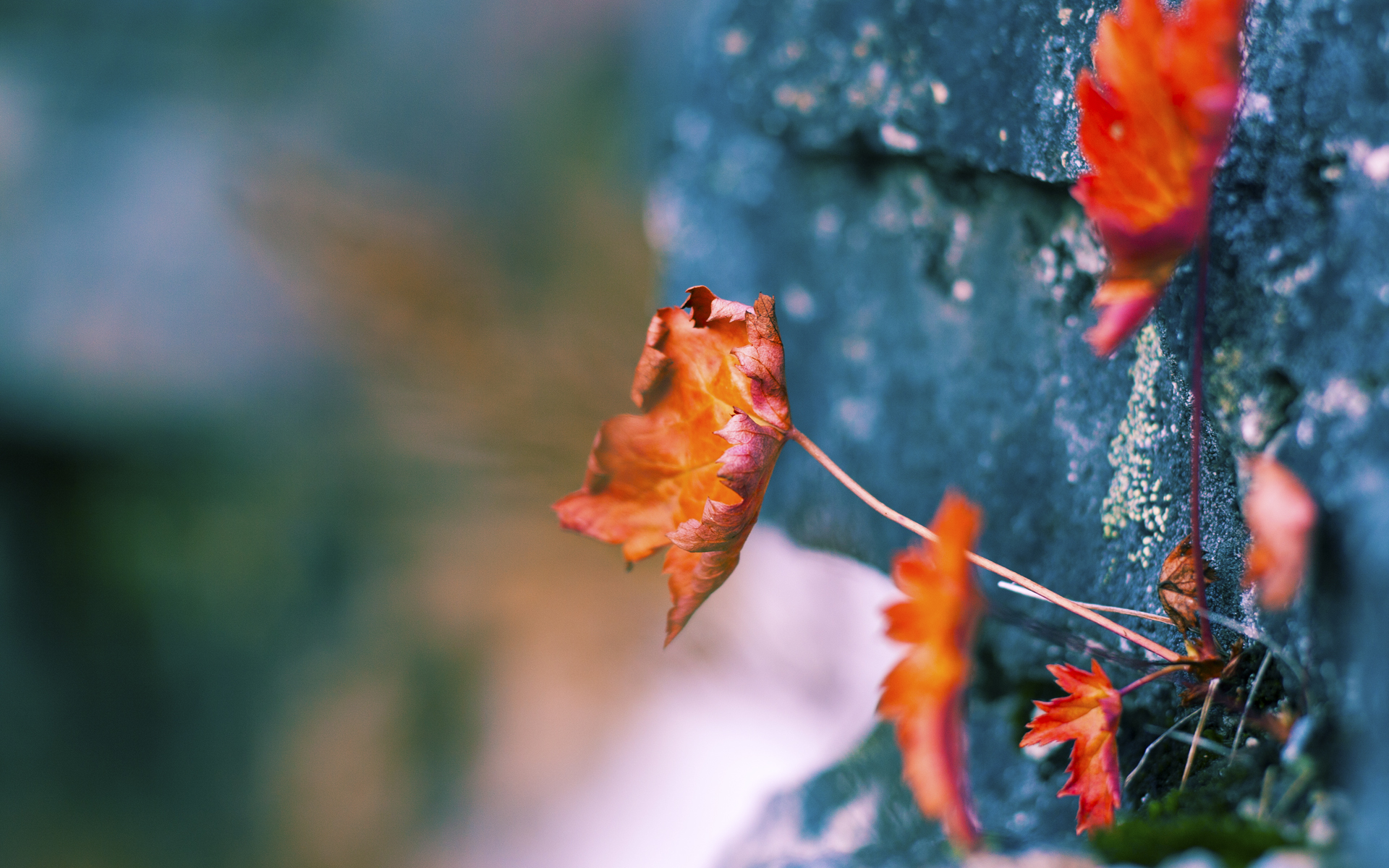 中国足球青少年联赛吸引多省队伍参与，中国足球青少年足球队