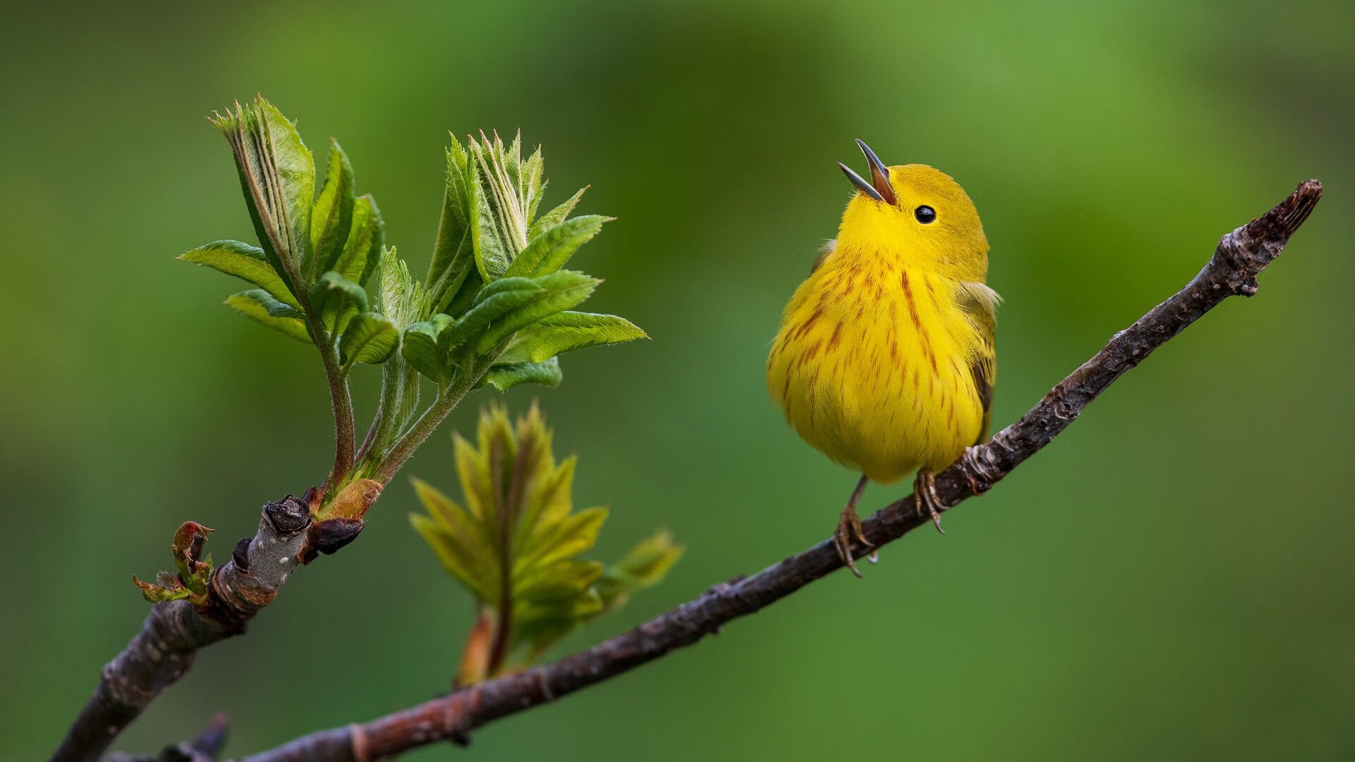 九游sports-奥卡拉汉与对手差距在哪？技术分析来了，奥卡兰迪