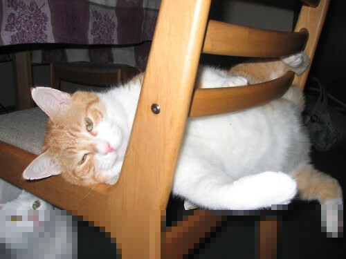 奥运马术项目中国选手首次晋级决赛,奥运马术中国选手名单