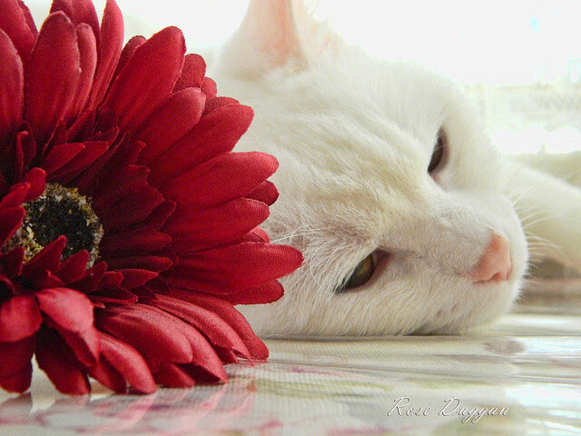 九游娱乐APP-恩多比·恩乔：南非橄榄球的灵魂人物，展现绝佳的进攻视野，恩多 cba