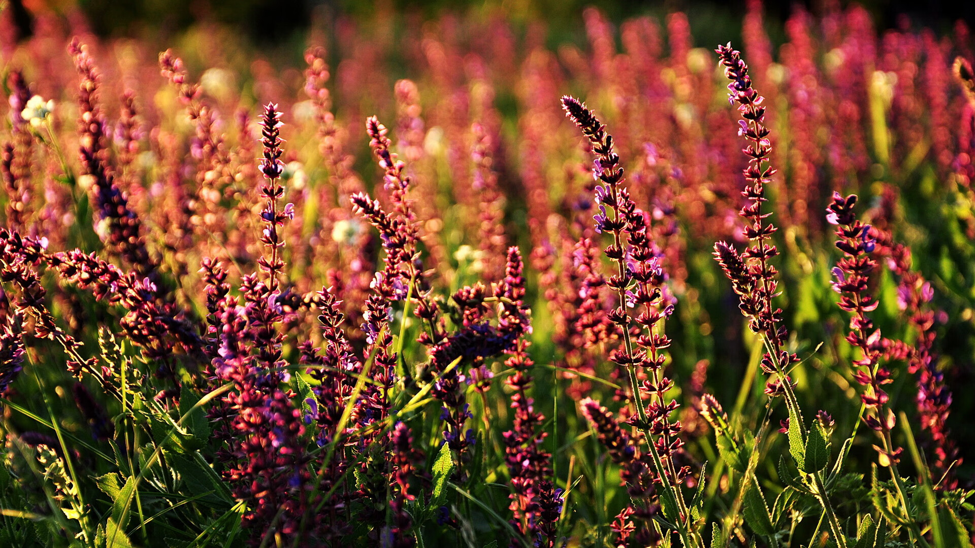 九游娱乐(jiuyou)官方网站-比利时男篮在欧洲预赛中奋勇前行，冲冠亚军，比利时男篮3v3