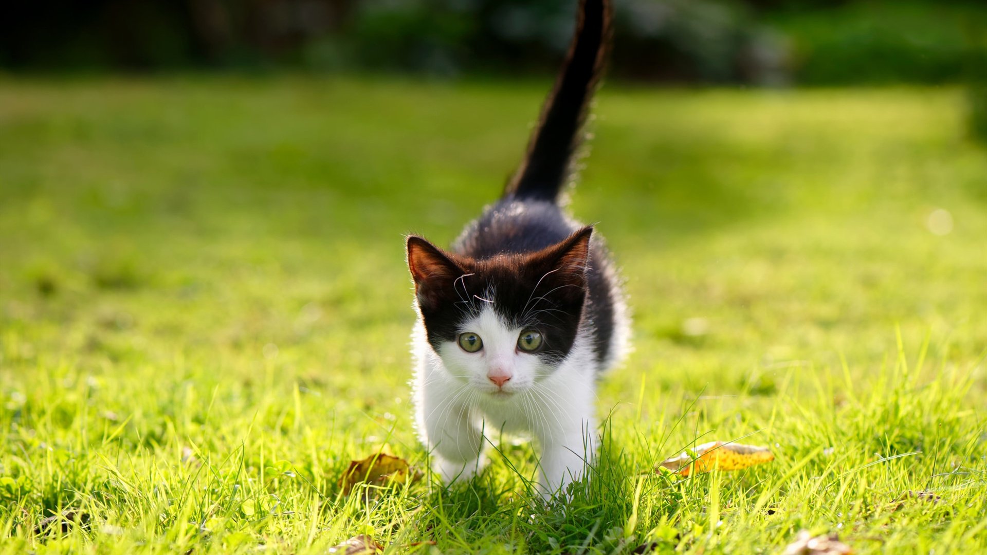 九游（jiuyou.com）游戏-西甲神级扑救：令人屏息的救球瞬间！，西甲球迷入场